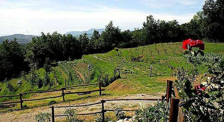 Agriturismo Paneolio Villa Collemandina Exterior foto